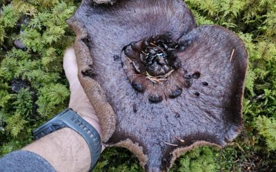 Mushroom Day! Oct 15!