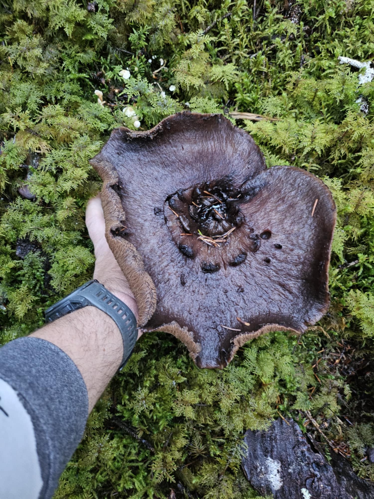 Mushroom Day! Oct 15!